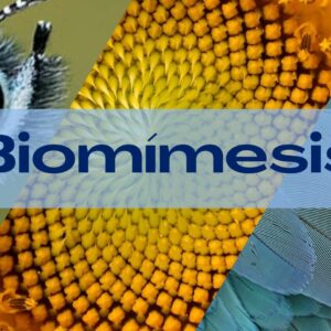 Biomímesis: descubre la magia de la naturaleza.